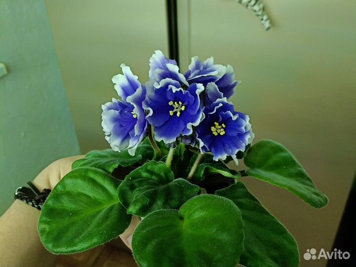 Сортовые фиалки цветущие