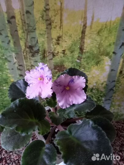 Фиалка с фантазийным окрасом