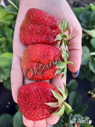 Рассада клубники в стаканчиках, разные сорта