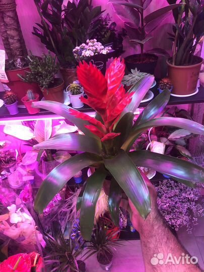 Вриезия венга