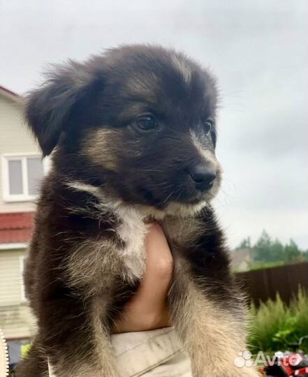 Милые щеночки 2 мес в дар с доставкой