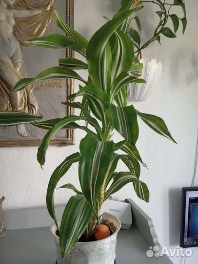 Пальма драцена