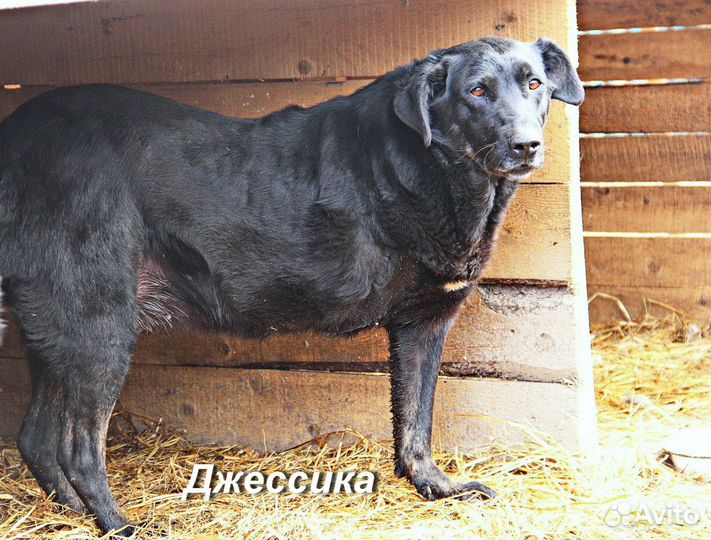 Собака компаньон и охранник в добрые руки в дар