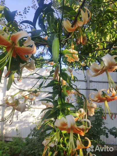 Лилии луковицы