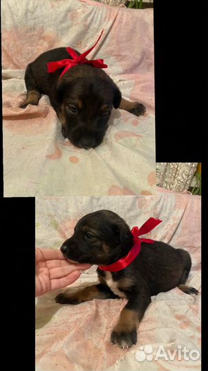 Щенки добермана
