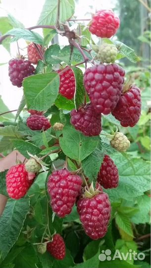 Саженцы малины