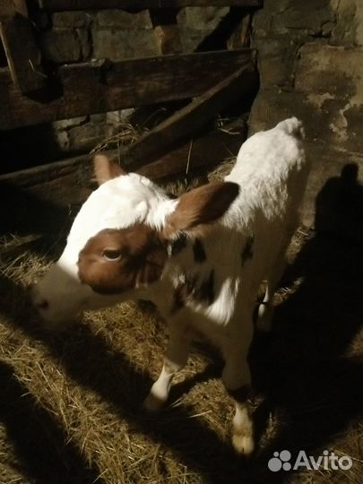 Телята бычки