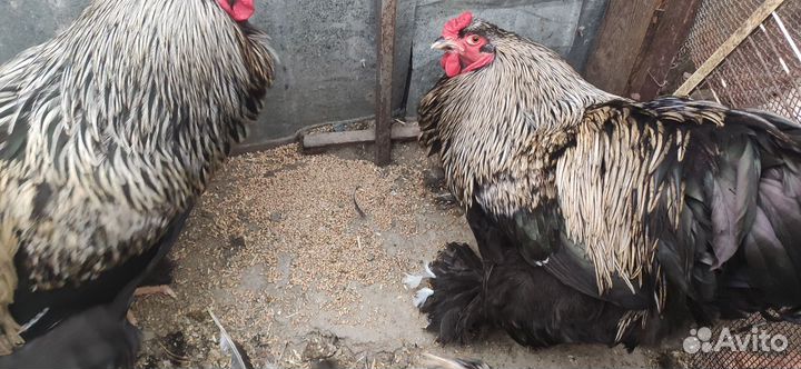 Петухи Брама