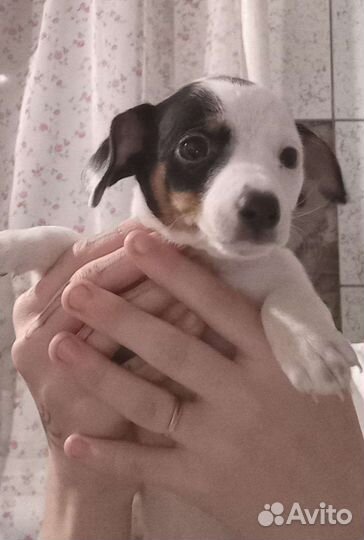 Собака в добрые руки отдам бесплатно