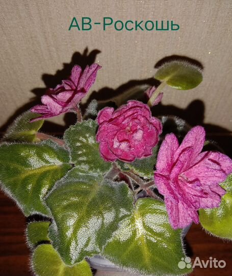 Фиалка ав-Роскошь