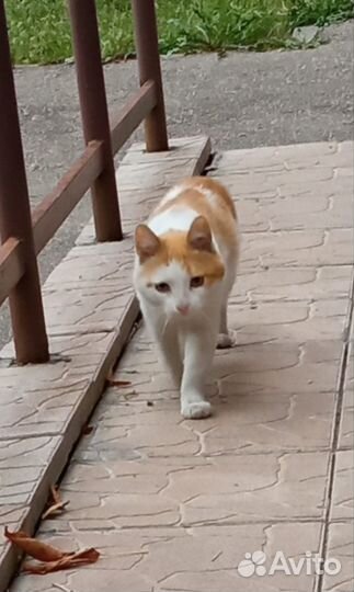 Кот в дар бесплатно