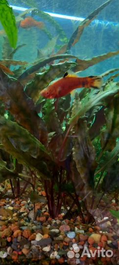 Аквариумное растение