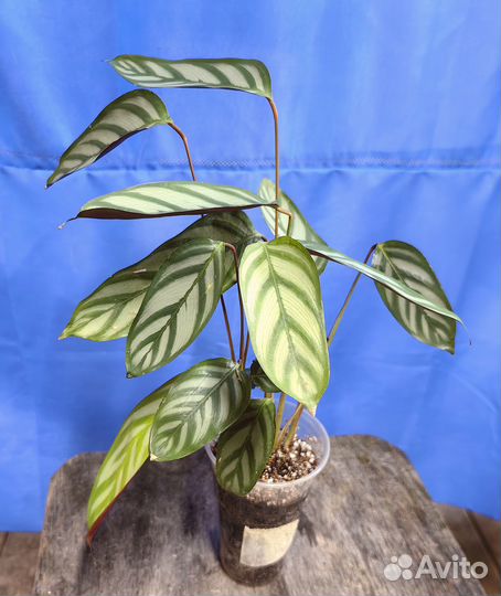 Ктенанта Оппенгейма молодые растения