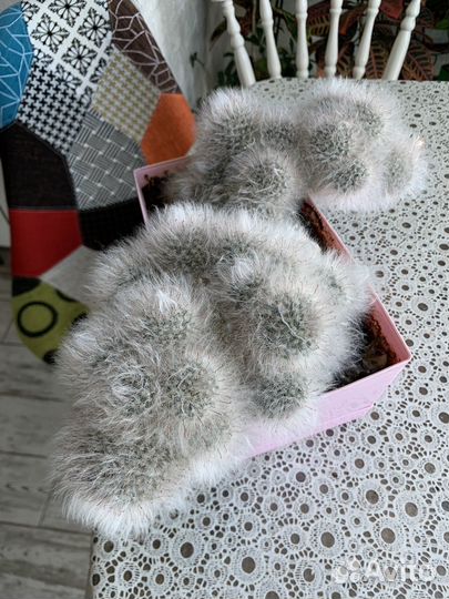 Кактус цветущий
