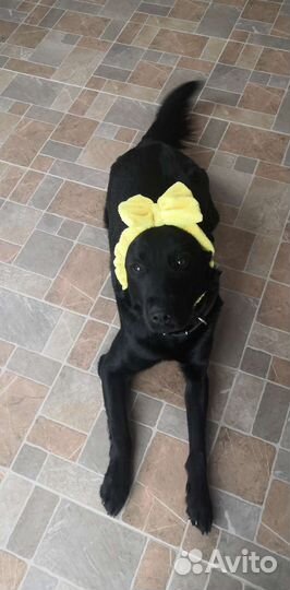 Лабрадор-ретривер вязка