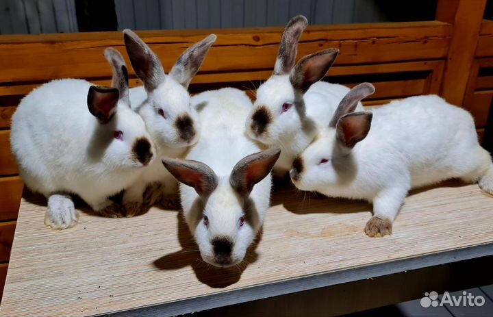 Калифорнийские кролики