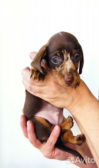 Такса кроличья/миниатюрная