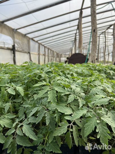 Рассада помидор