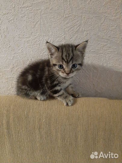 Котята от шотландской кошечки