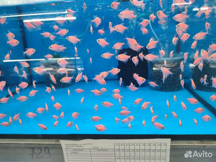 Красивые аквариумные рыбки