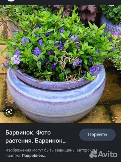 Почвопокровные растения суккуленты