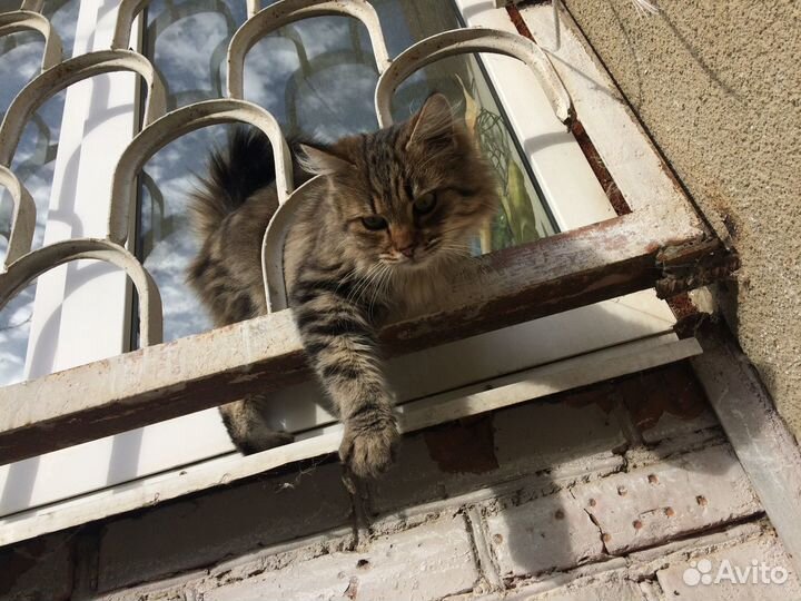Котик мурлыка, ласкун в добрые руки