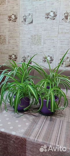 Хлорофитум