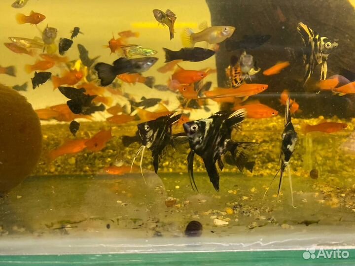 Аквариумные рыбки