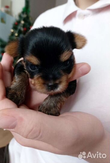 Йоркширский терьер щенки
