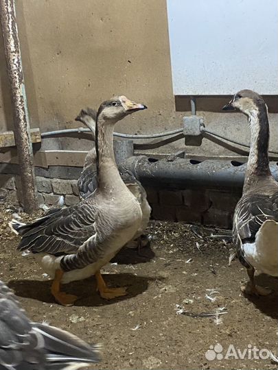 Гиси холмогоры на племя