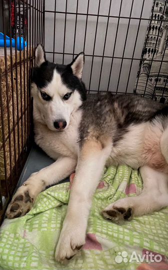 Клетка для собак №5 (1 дверь) 108x72x76 см