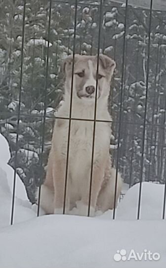 Щенки для охраны