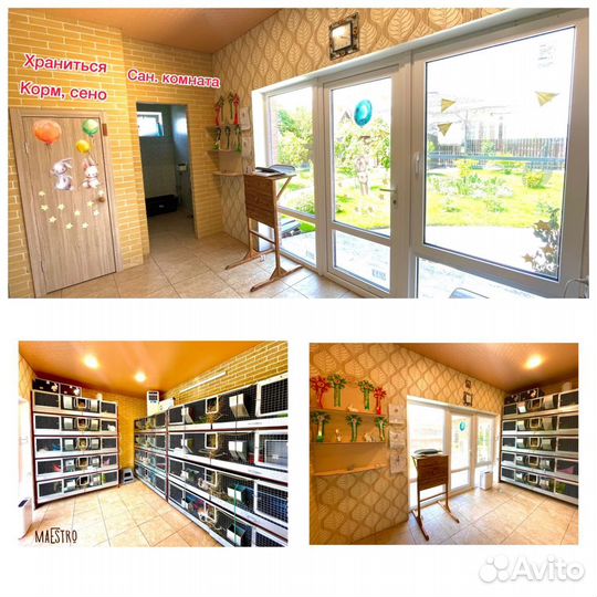 Крошечные малыши хотот (эксклюзив в РФ)