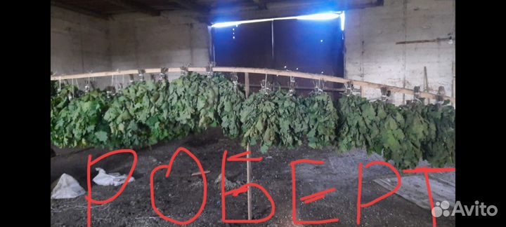 Дубовые веники для бани