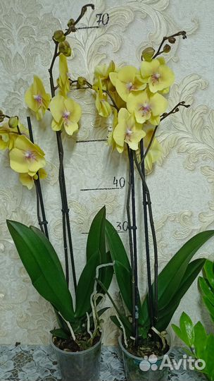 Орхидея Пелорик Binti