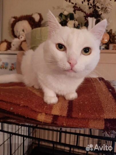 Турецкая ангора