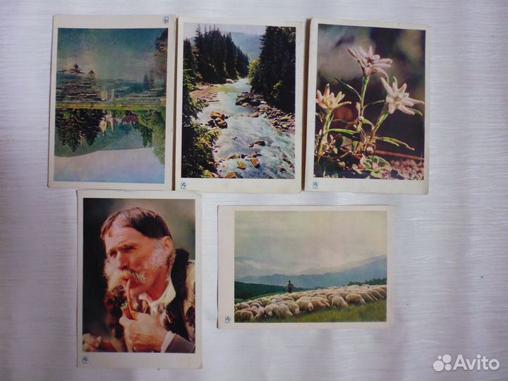 Открытки «Цветы, природа» 1960-80 гг. (советские)
