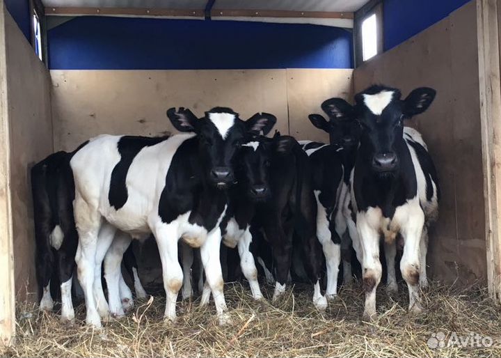 Бычки телята