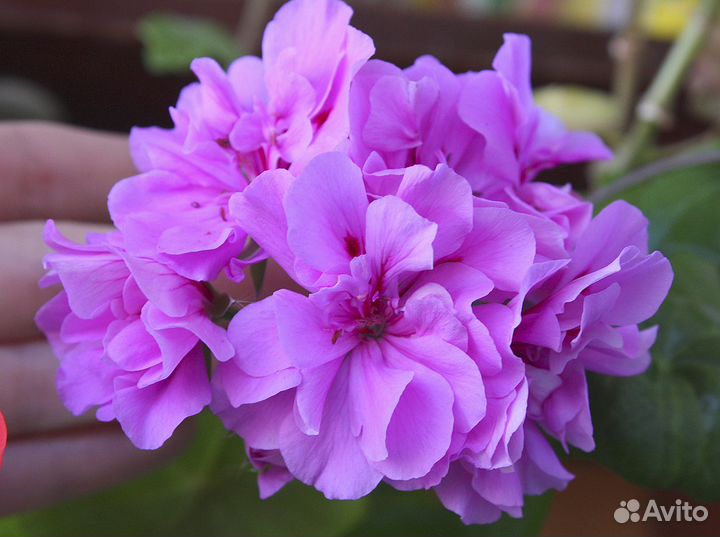 Пеларгония (герань) плющелистная (ампельная)