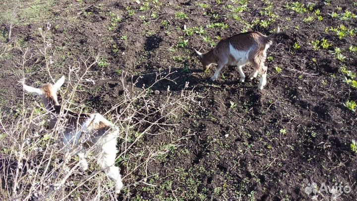 Нубийские козлята