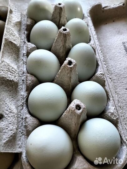 Инкубационное яйцо кур несушек