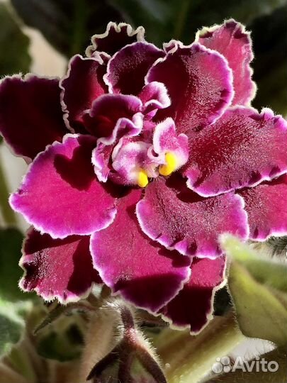 Сортовая фиалка