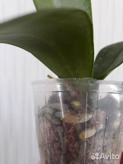 Орхидея Дикий кот, размер 2,5