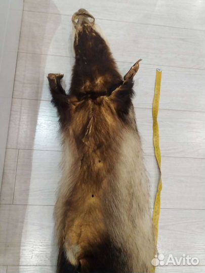 Шкура барсука