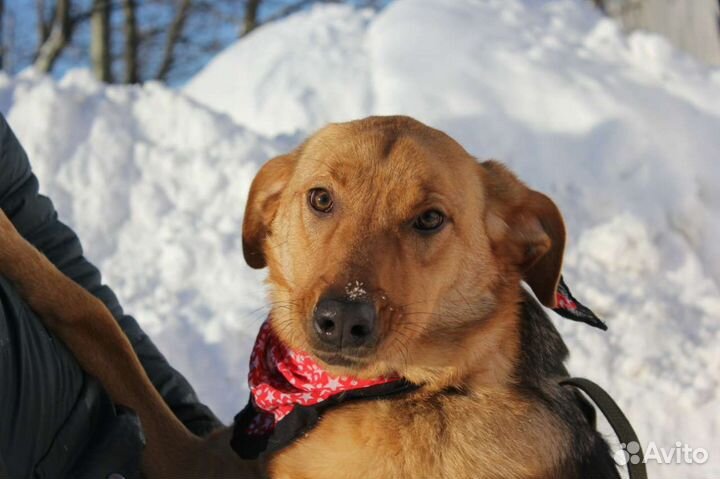 Баффи-чудесная собака для семьи