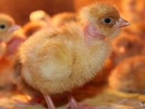 Инкубационные яйцо,цыплята куры голошейки