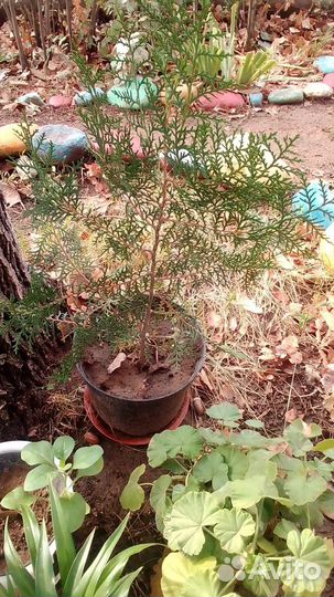 Туя саженцы