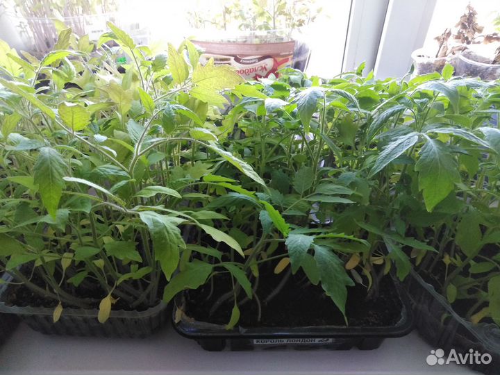 Рассада помидор