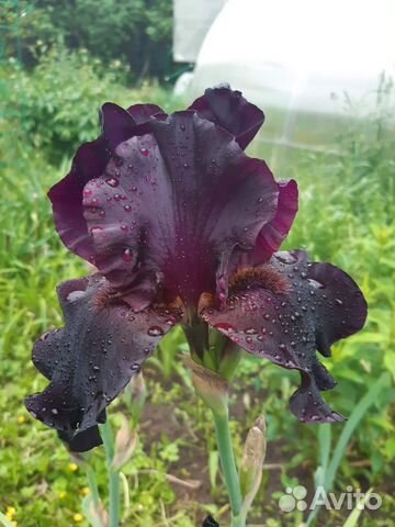 Ирис Бифо зе сторм