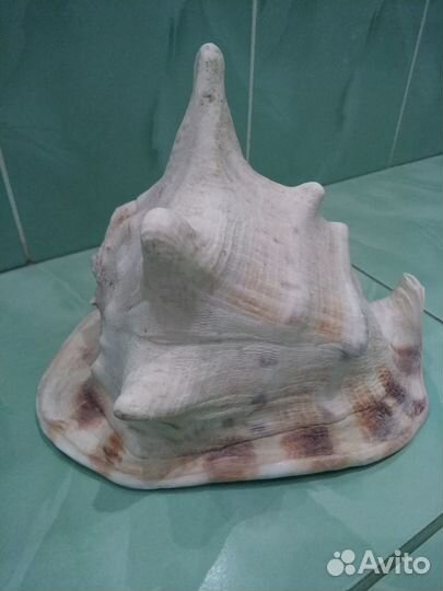 Ракушка Кассис Рогатый (Корнута) большая